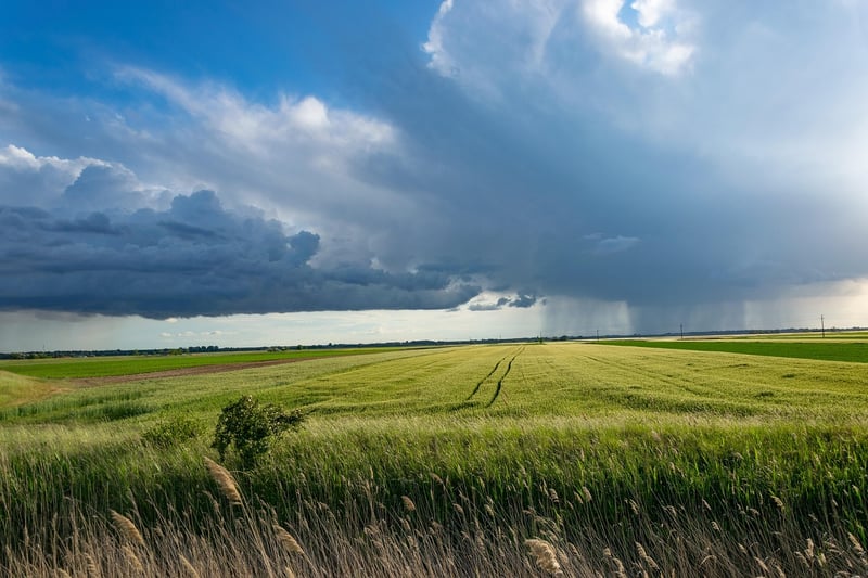 Harvesting crops in summer
