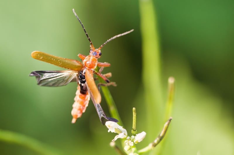 Predatory Beetle